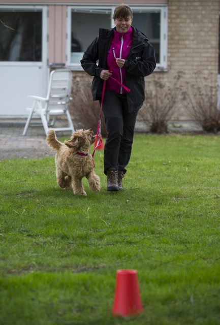 Lämplighetstest vårdhund