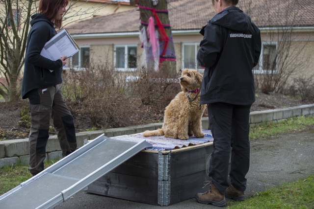 Lämplighetstest vårdhund