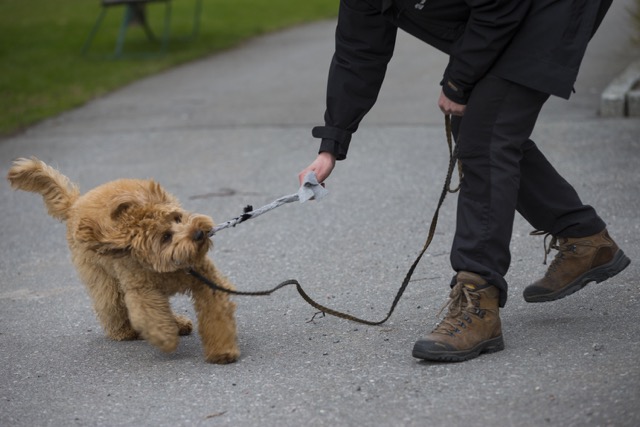 Lämplighetstest vårdhund