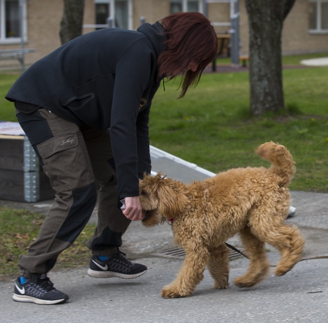 Lämplighetstest vårdhund