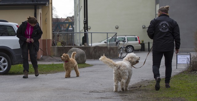 Lämplighetstest vårdhund