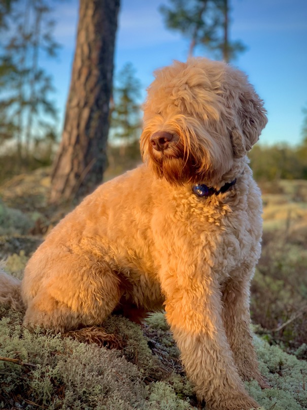 Smedstorpet Labradoodle