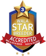 Smedstorpet Australian Labradoodle AB 03-22 Accredited Star Logo